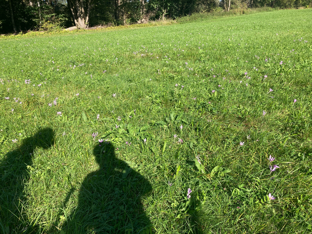 IMG_3421.jpeg
