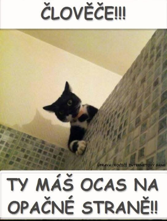 Obrázek WhatsApp, 2025-09-17 v 08.56.58_34d8d2ff.jpg