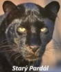 Zodiak